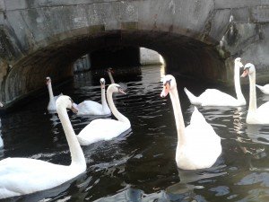 Swans in Bruges canal