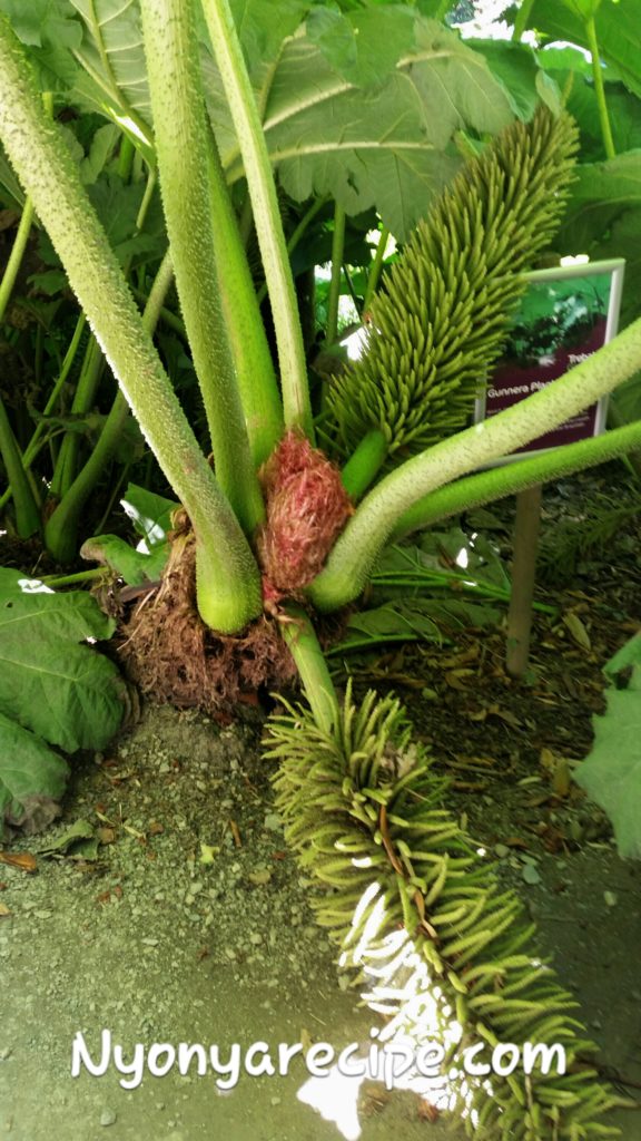 Gunnera with large leaves and spathes