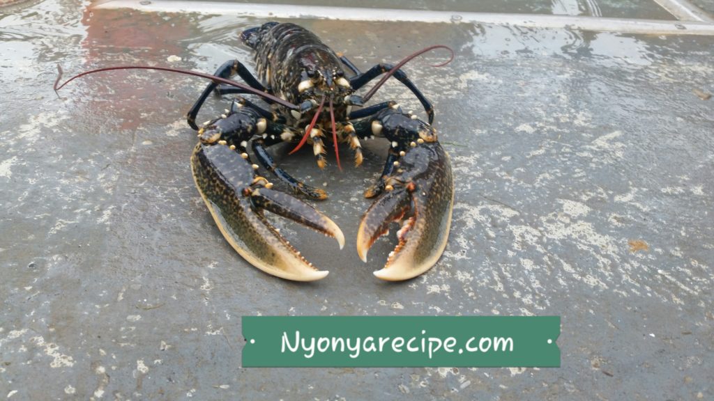The live lobster for dinner.