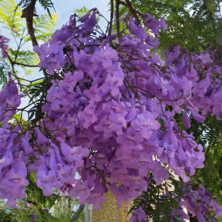 Purple flowers in the Eden Project.